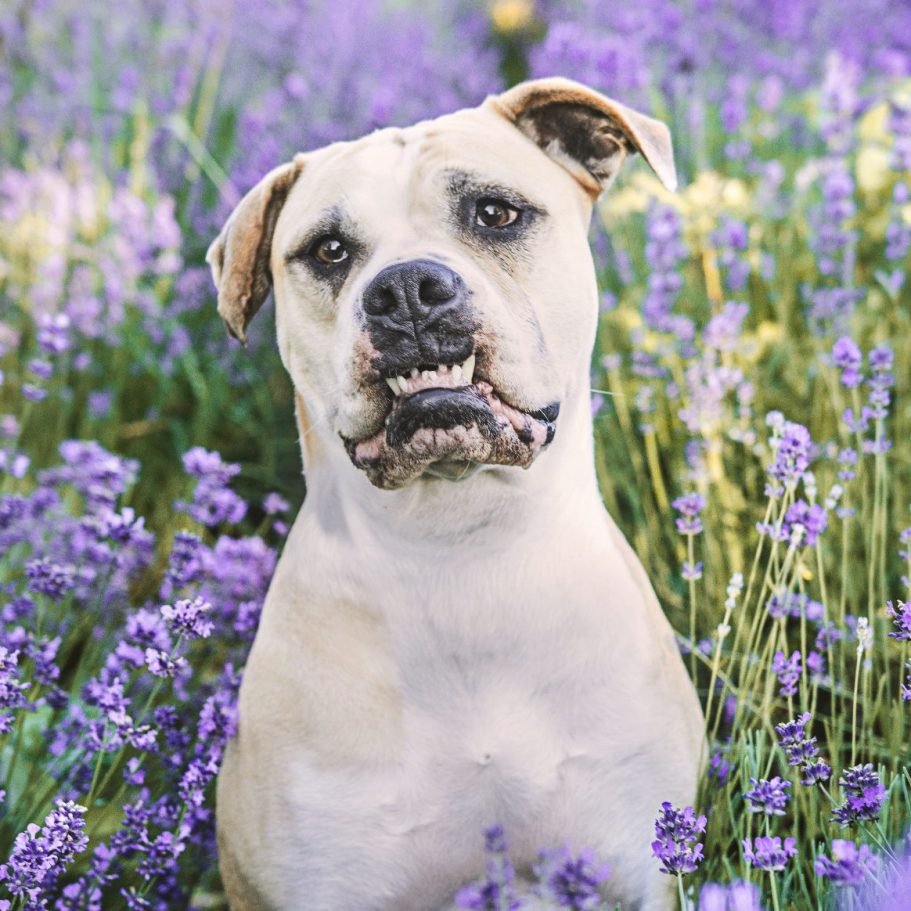 Eine weiße amerikanische Bulldogge, die zwischen violetten Blumen sitzt und in die Kamera guckt