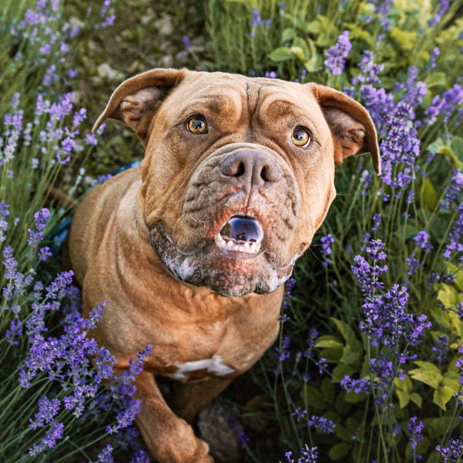 Eine hellbraune Bulldogge, die zwischen violetten Blumen hechelnd auf die Kamera zuläuft