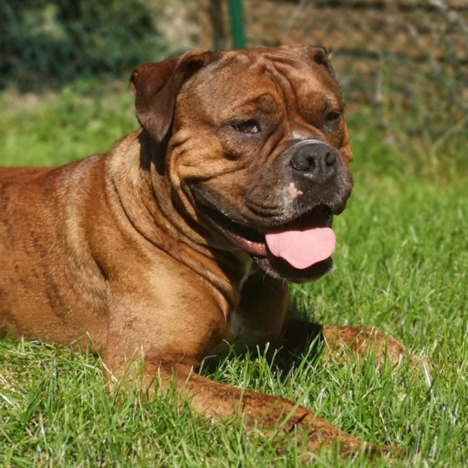 Kastanienbraune Bulldogge, die hechelnd auf grünem Rasen liegt